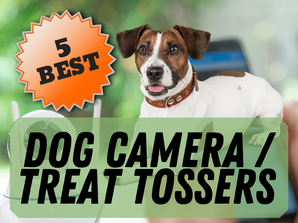 dog treat tosser featured